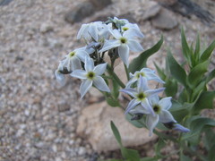 Amsonia tomentosa