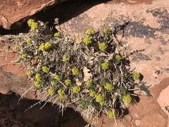 Lomatium latilobum