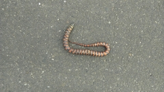 Helicops leopardinus