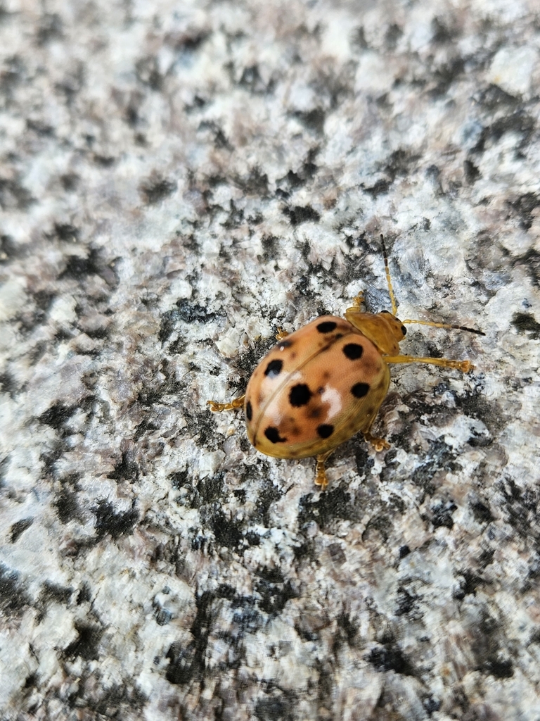 Oides decempunctata from 芹壁村 on October 9, 2023 at 12:33 PM by Debby ...