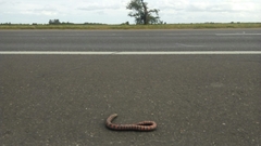 Helicops leopardinus