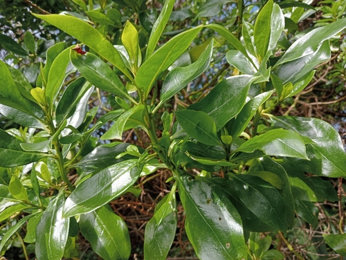 Myoporum semotum, photograph 2