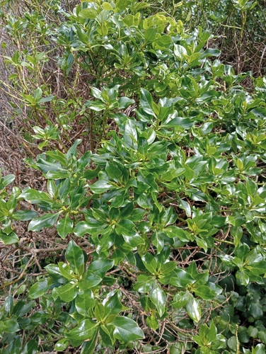 Myoporum semotum, photograph 3