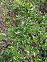Myoporum semotum, photograph (c) John Barkla, some rights reserved (CC BY)