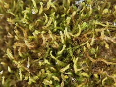 Leucodon andrewsianus