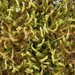 Frizzy Hook Moss - Photo (c) Matt Nusstein, some rights reserved (CC BY-NC), uploaded by Matt Nusstein