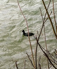 Fulica atra