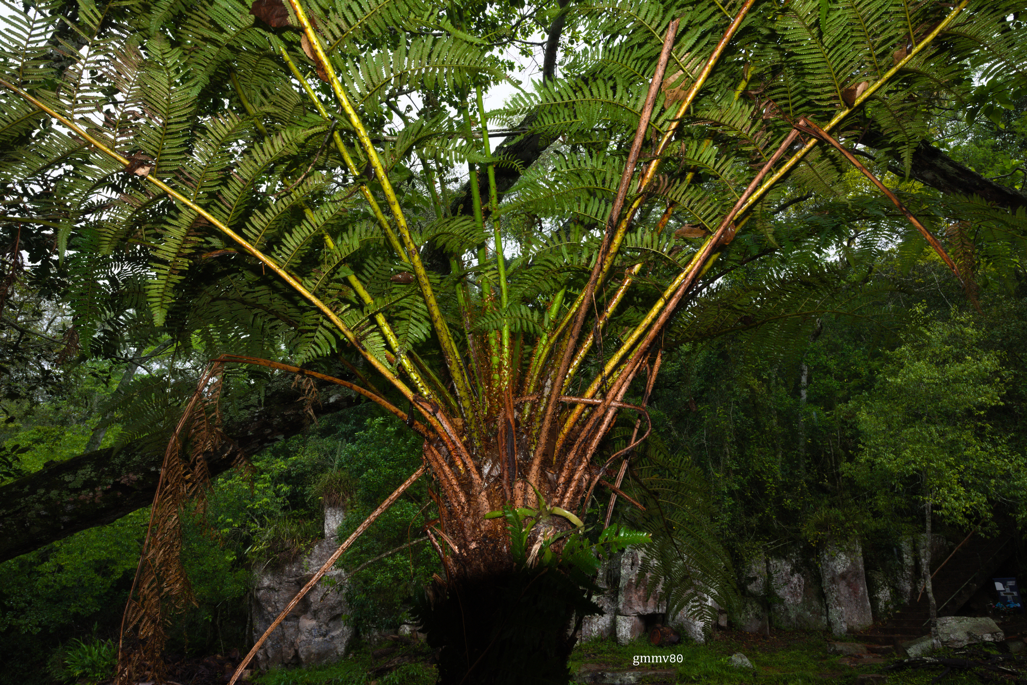 Cyathea atrovirens