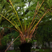 Cyathea atrovirens - Photo (c) Guillermo Menéndez, some rights reserved (CC BY-NC)
