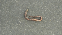 Helicops leopardinus