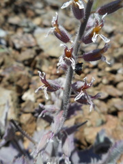 Streptanthus hispidus