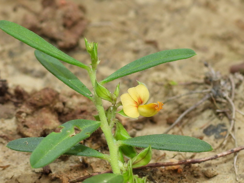 Polygala arvensis (Polygala arvensis)