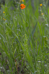 Papaver heterophyllum