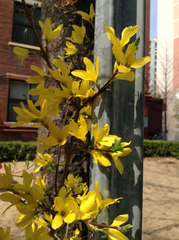 Forsythia ovata