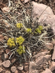 Cymopterus macdougalii