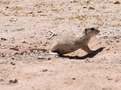 Xerospermophilus tereticaudus