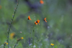 Papaver heterophyllum