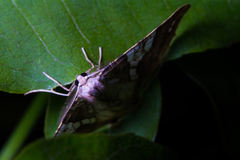 Palyadini