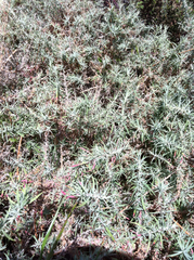 Epilobium canum angustifolium