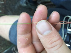 Netrostylis capillaris