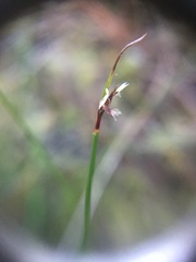 Netrostylis capillaris