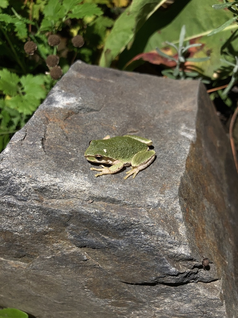 Northern Pacific Tree Frog In October 2023 By Hannah Gorgeous Green   Large 