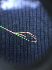 Netrostylis capillaris