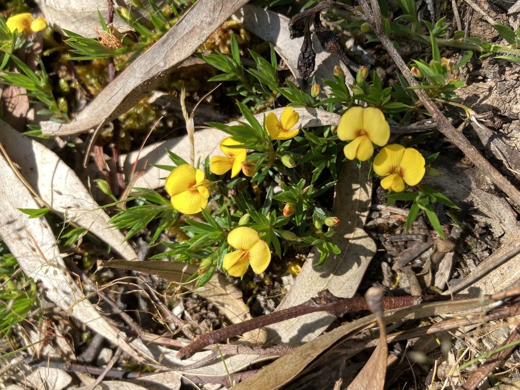 Matted Bush Pea From Belair National Park Belair Sa Au On October 9 2023 At 1232 Pm By 2993