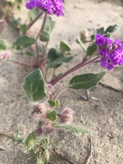 Abronia villosa