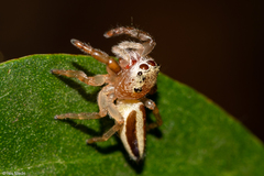 Wedoquella macrothecata