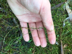 Schoenus maschalinus