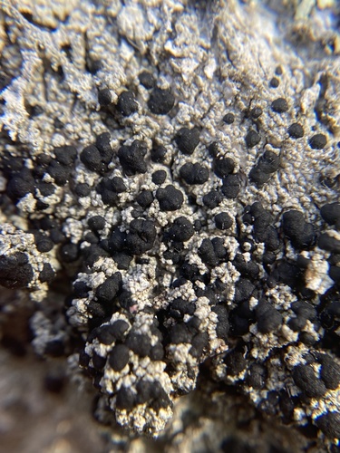 Mycoblastus sanguinarius (L.) Norman