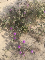 Abronia villosa