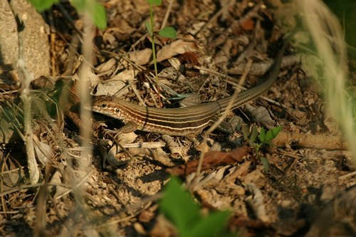 Many-lined Whiptail