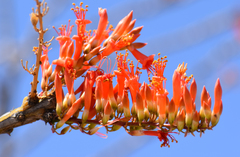 Fouquieria splendens