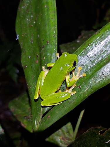 Barrington Tops Frog, Dryopsophus barringtonensis