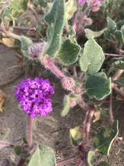 Abronia villosa