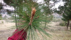 Pinus