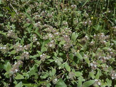 Phacelia phacelioides