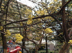 Cornus officinalis