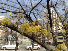 Cornus officinalis