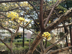 Cornus officinalis