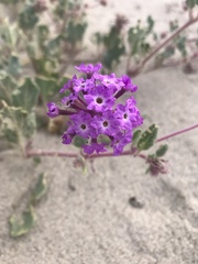 Abronia villosa