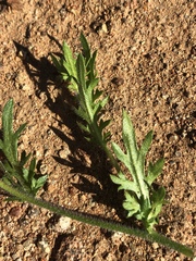 Tropidocarpum gracile