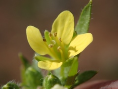 Tropidocarpum gracile