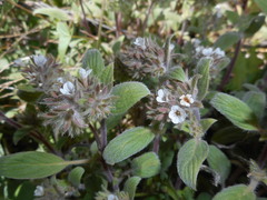 Phacelia phacelioides