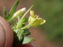 Tropidocarpum gracile