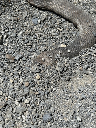 Eastern Brown Snake sighting