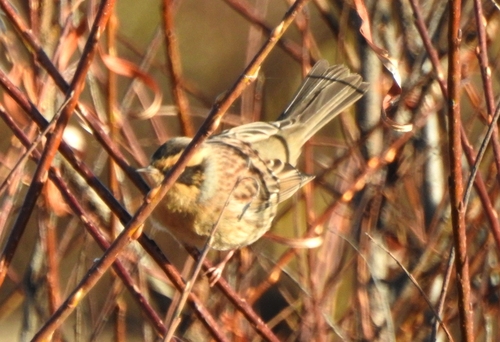 Siberian Accentor (Prunella montanella), photo 9