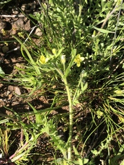 Tropidocarpum gracile